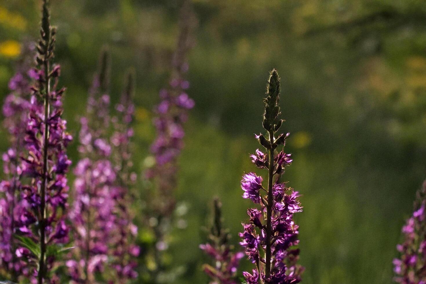 Purple wildflowers meadow summer sun bokeh background photo