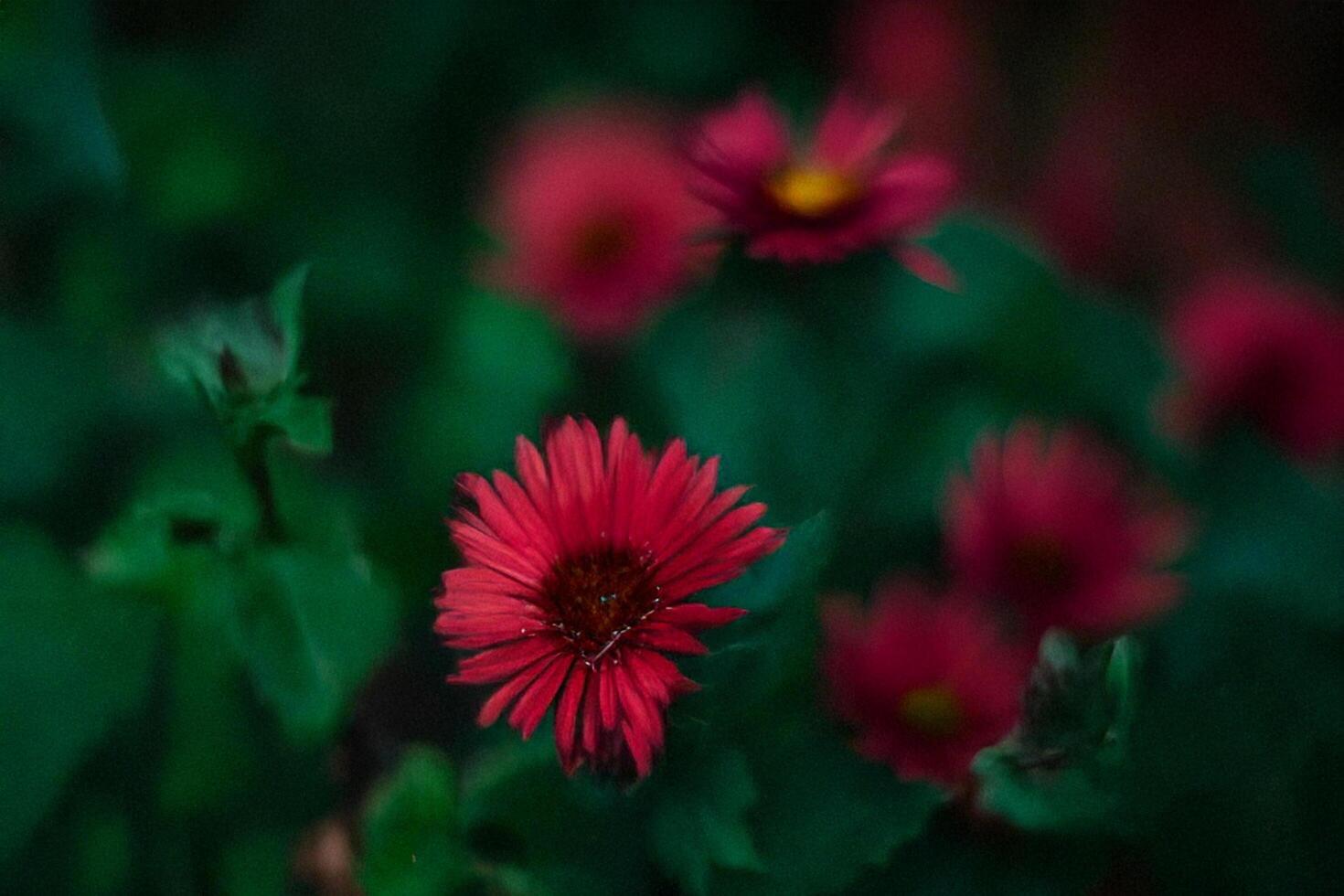 Red flower garden closeup, blurred background, nature photo