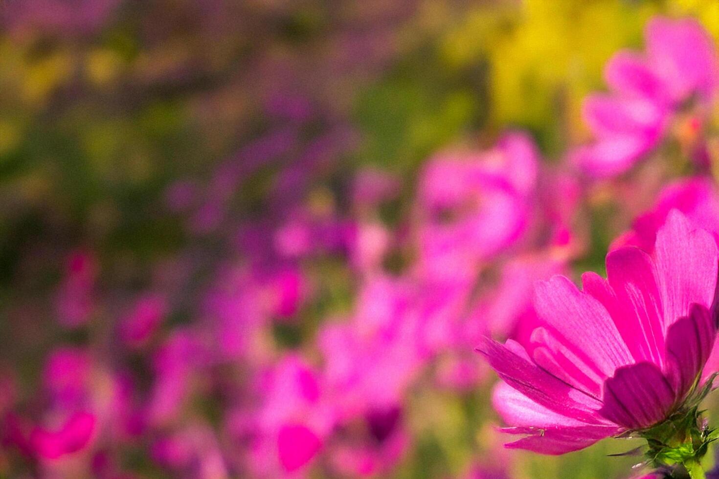 Pink cosmos bloom garden, sunlight, blurred background, floral design photo