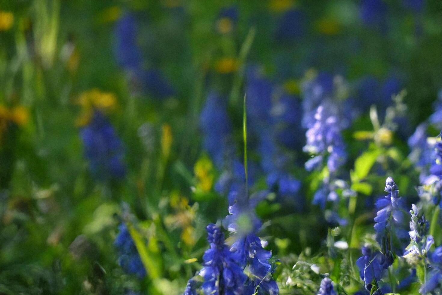 Blue wildflowers swaying in meadow, sunny day photo