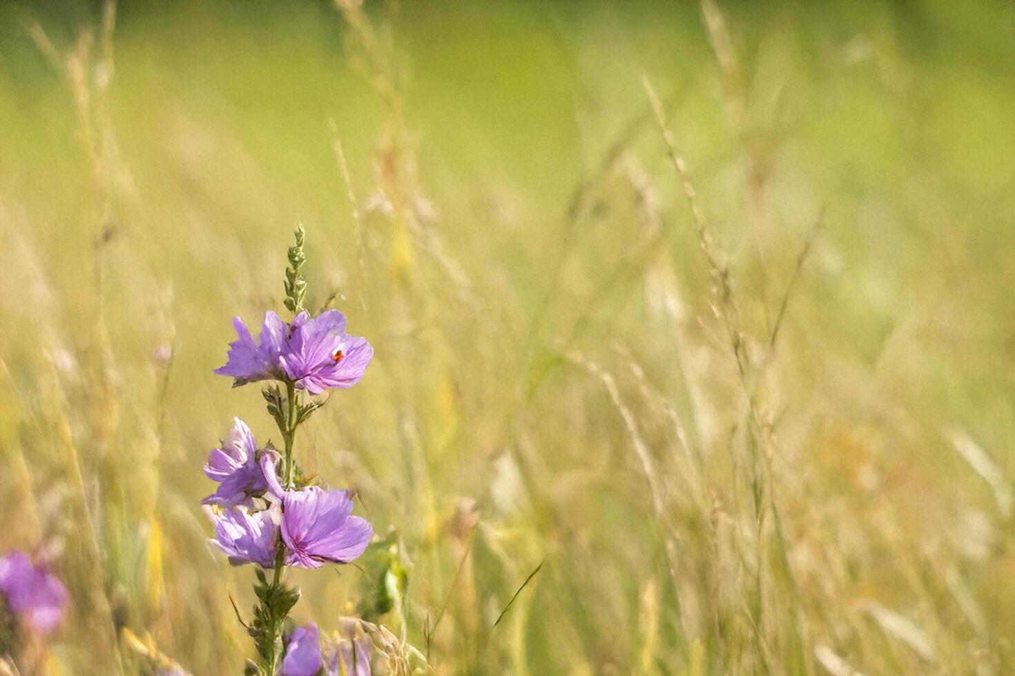 Wildflowers blooming in sunlit meadow, blurred background photo