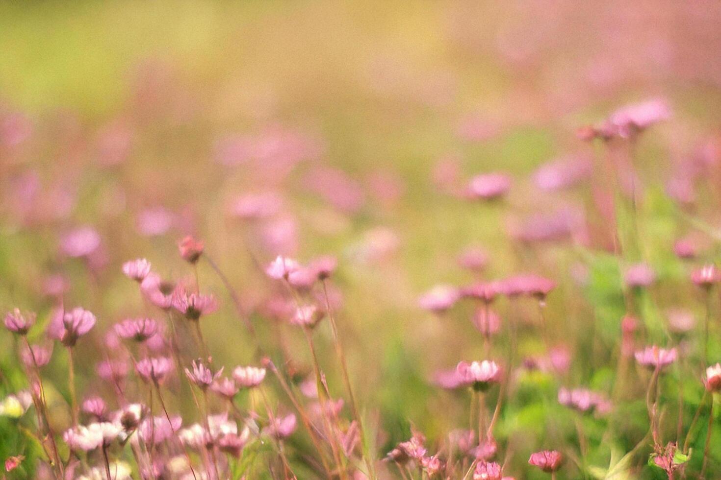 Pink flowers field, gentle breeze, blurred background, nature design photo