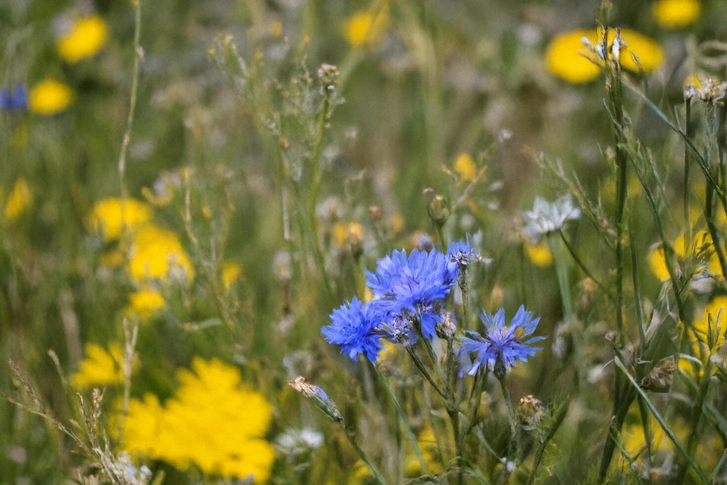 Meadow blue cornflowers bloom, yellow flowers blurred background photo