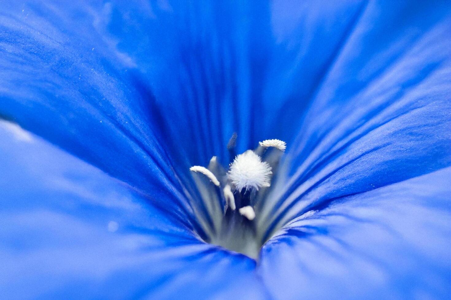 Close-up blue flower macro shot, garden background, nature texture photo