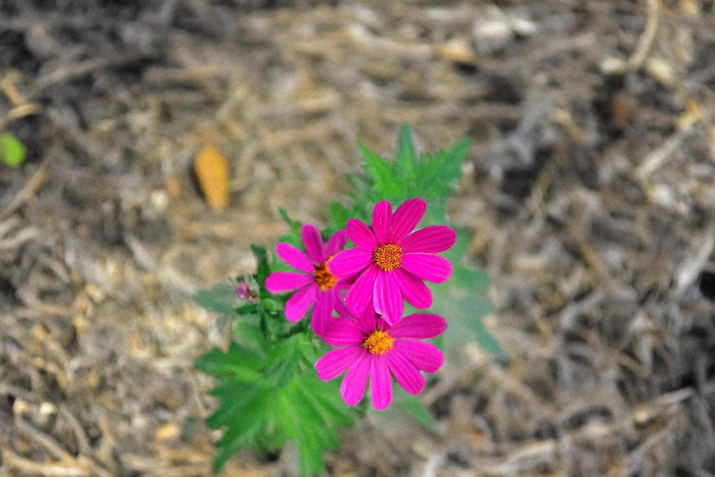 Pink flowers blooming in garden mulch photo