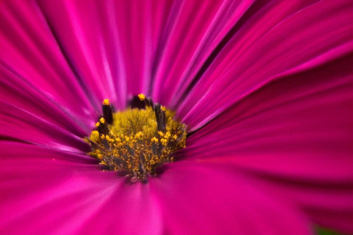 Vibrant pink flower macro, garden bloom, blurred background, nature design photo