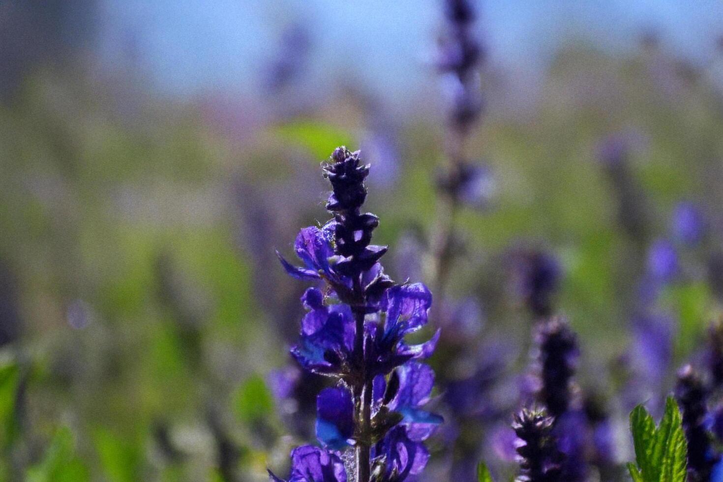 Purple wildflowers bloom in sunny meadow photo