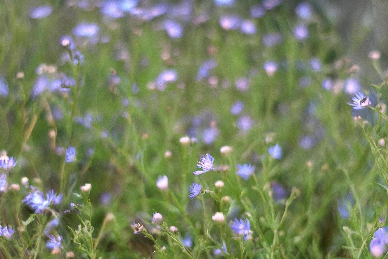 Blue wildflowers meadow, blurred background, summer, nature, poster photo