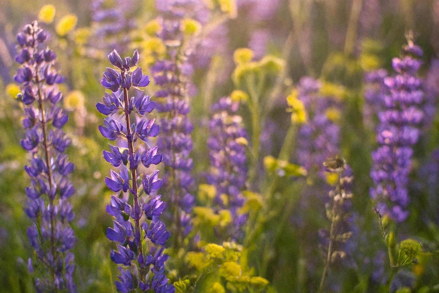 Sunset Lupines Meadow, Wildflowers Bloom, Nature Photography photo