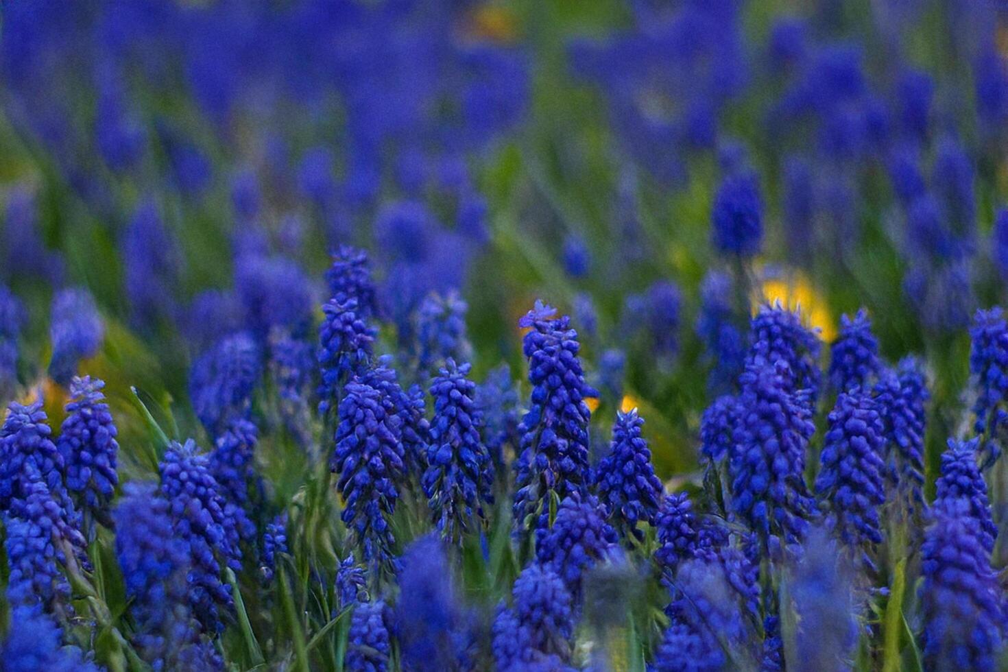 Blue Muscari flowers bloom in spring meadow photo