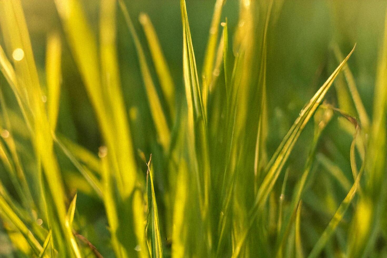 Golden hour grass blades, meadow sunrise, nature backdrop photo