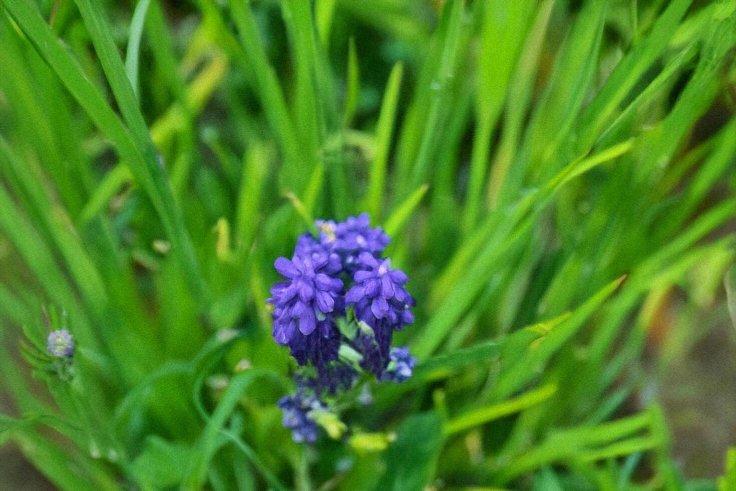 Purple flower blooms amidst green grass, garden photo