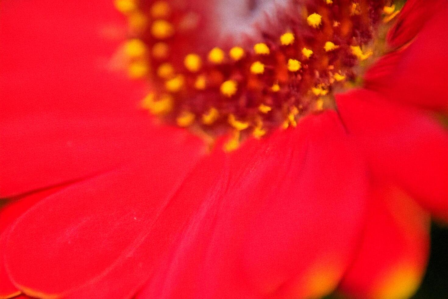 Close-up red flower garden macro shot, blurred background photo