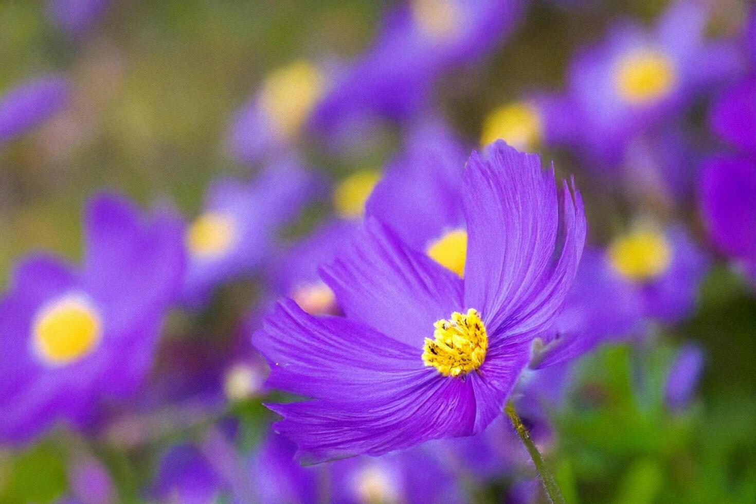 Purple cosmos blooming field, shallow depth, nature background, floral design photo