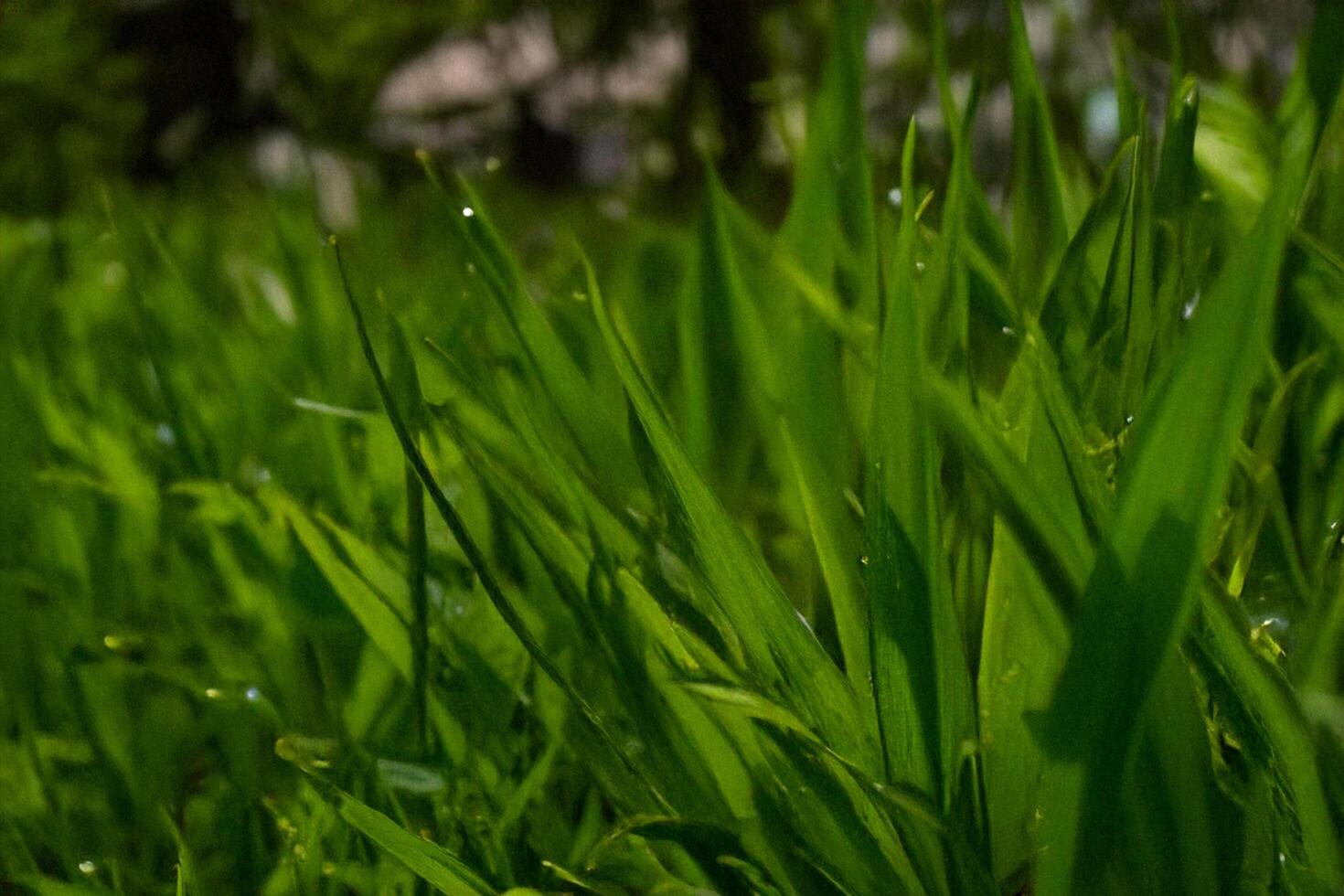 Dewy grass blades close-up, park background, nature photo