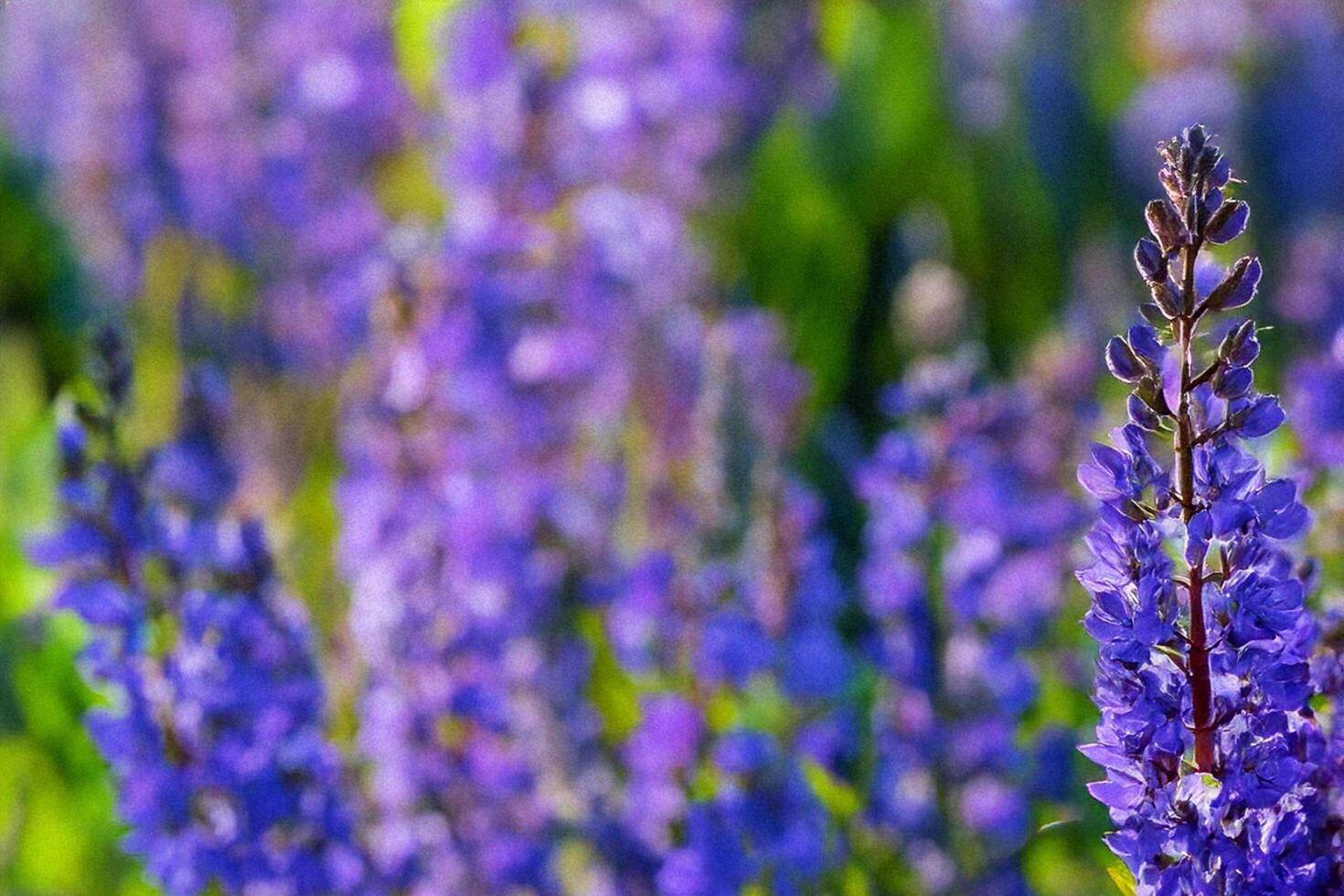 Purple lupines bloom in field, blurred background, nature photography, idyllic scene photo