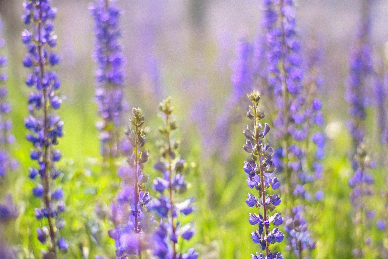 Purple lupines blooming in field, sunny day photo