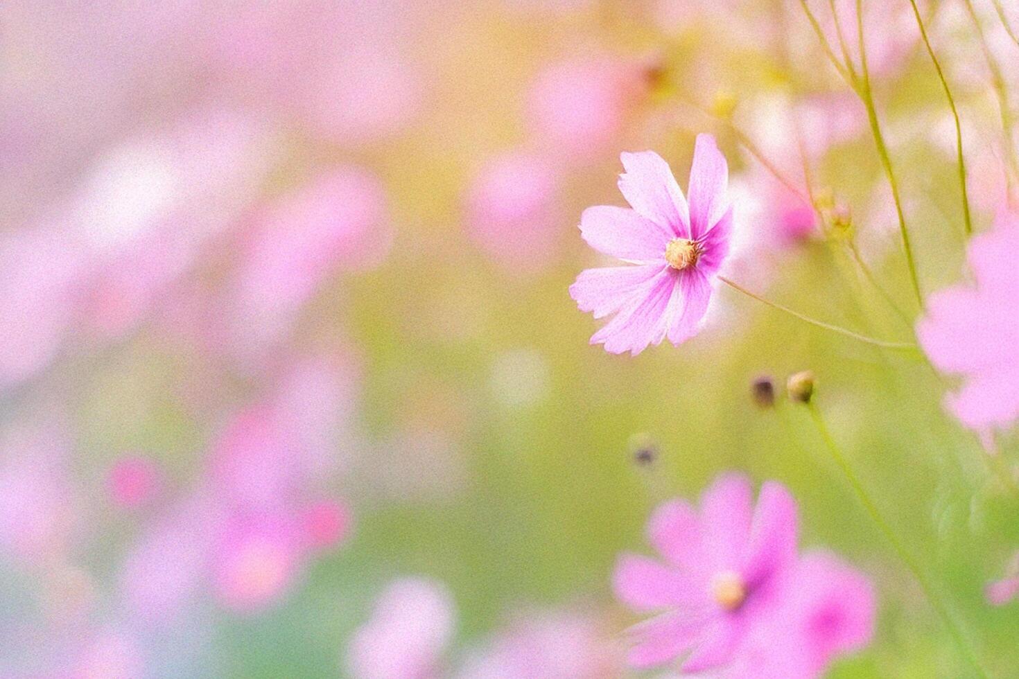 Pink cosmos field, soft focus, sunlit, floral background, website design photo