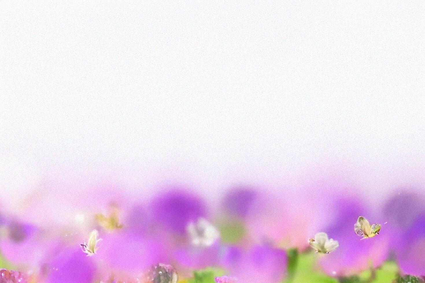 Purple flowers, butterflies flying, soft background, spring, greeting card photo