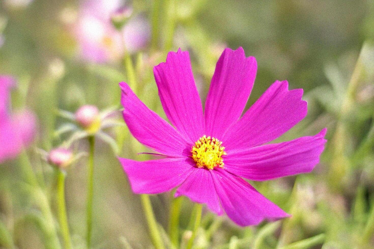 Pink cosmos blooming, garden background, floral design photo