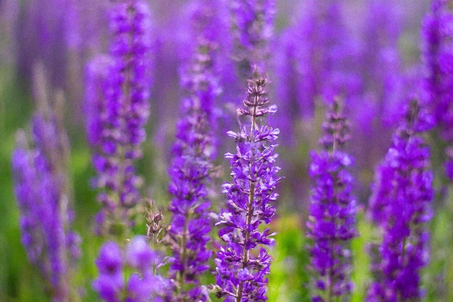 Purple flowers field, close-up, blurred background, nature photo