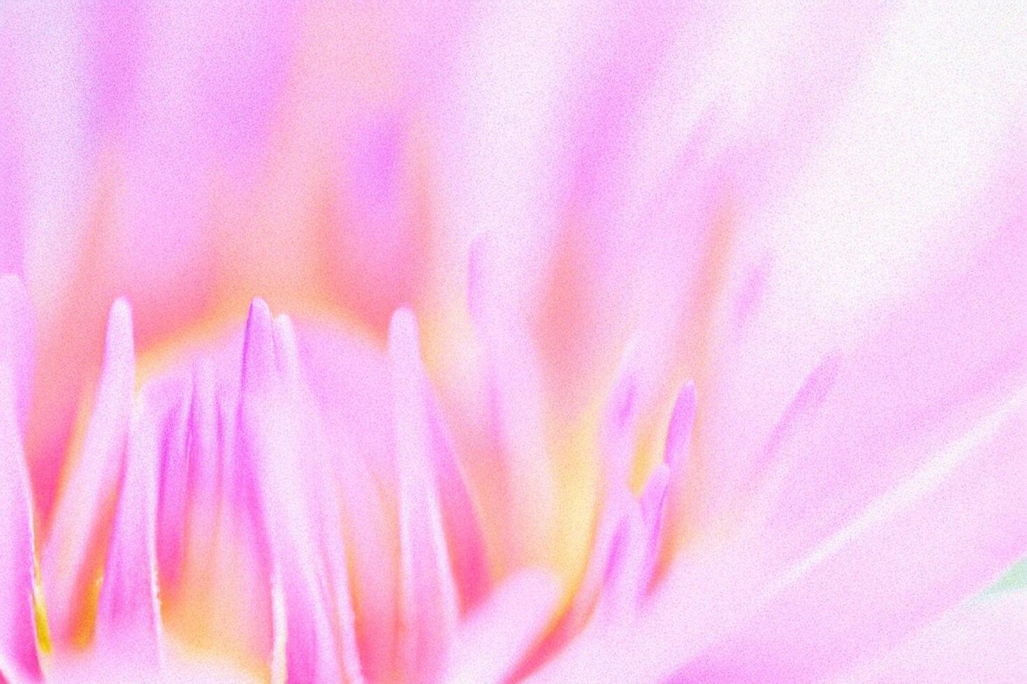 Pink lotus flower close-up, soft focus, garden background, design element photo