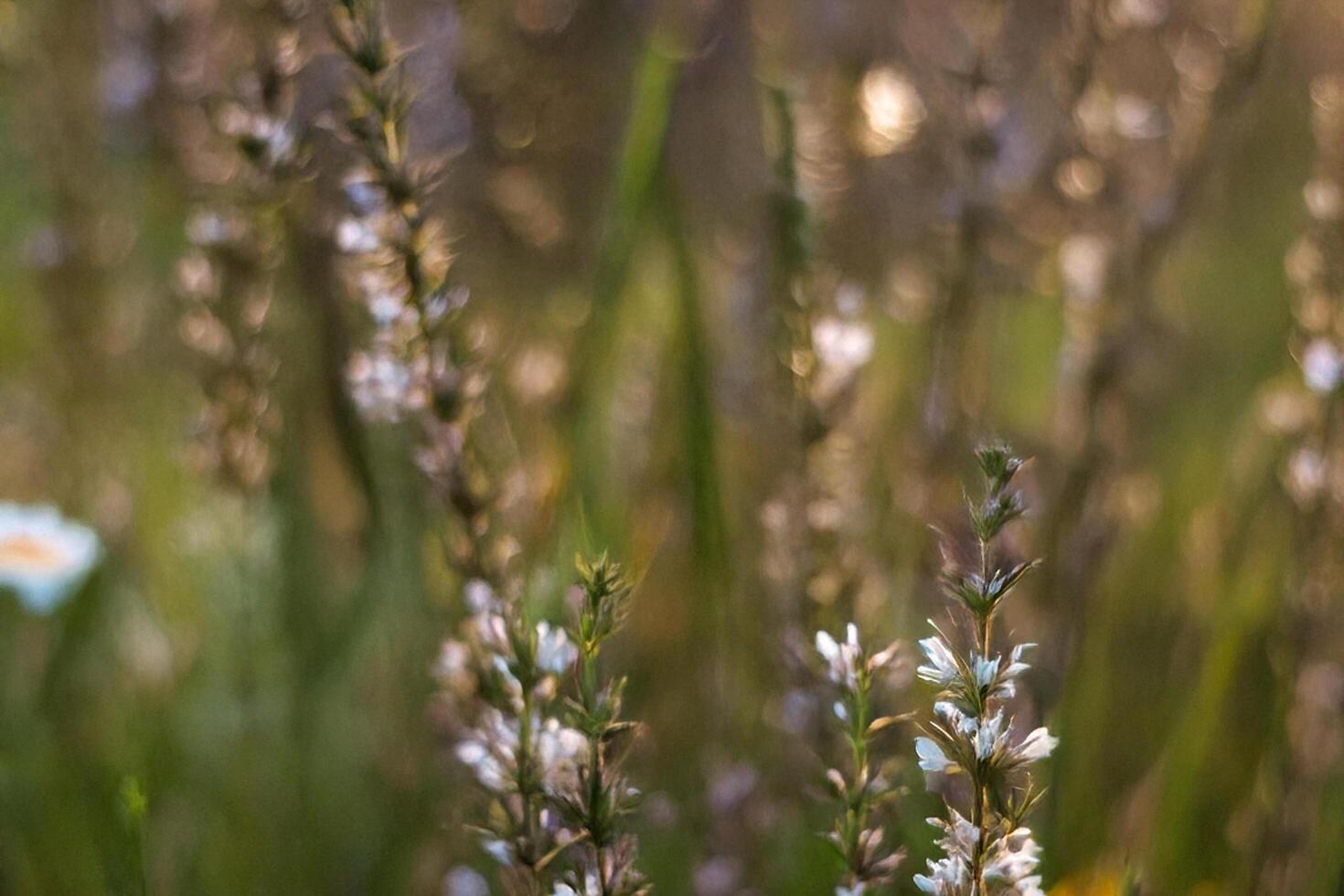 White wildflowers sunset meadow bokeh background photo