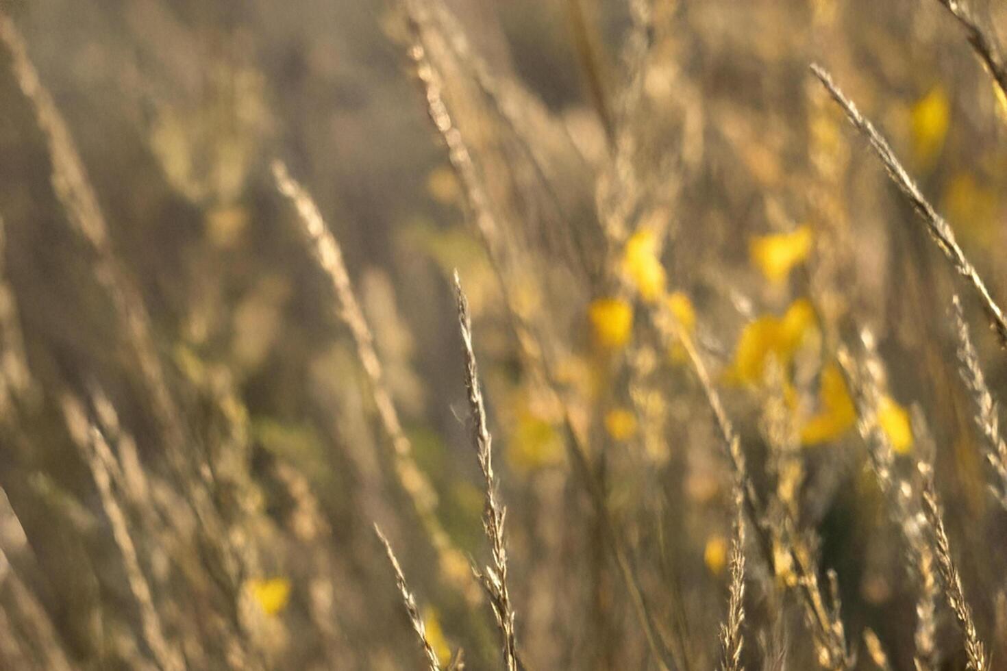 Golden grasses swaying, field, autumn sunlight, blurred background, nature backdrop photo