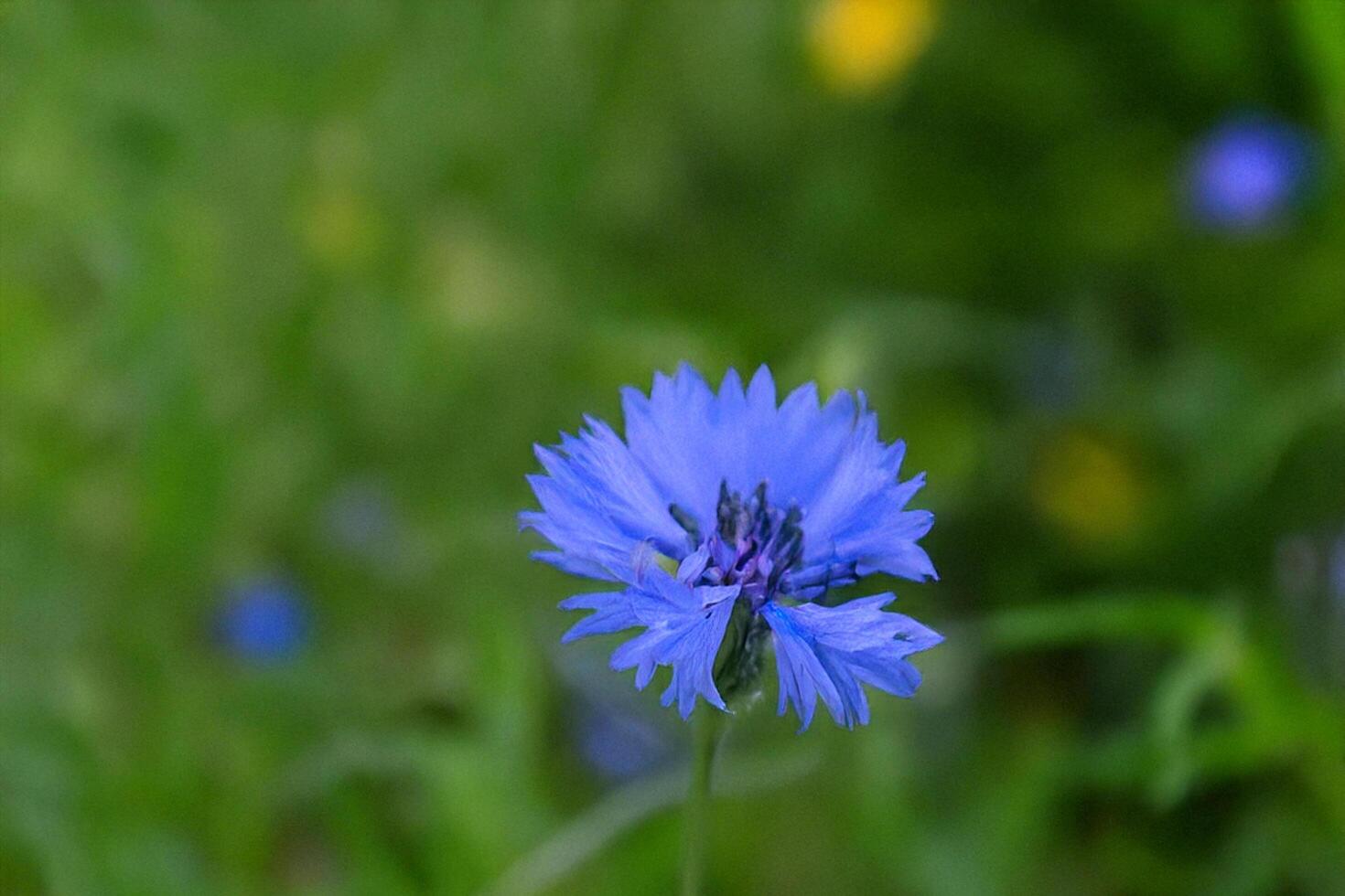 Blue cornflower blooming meadow summer closeup photo