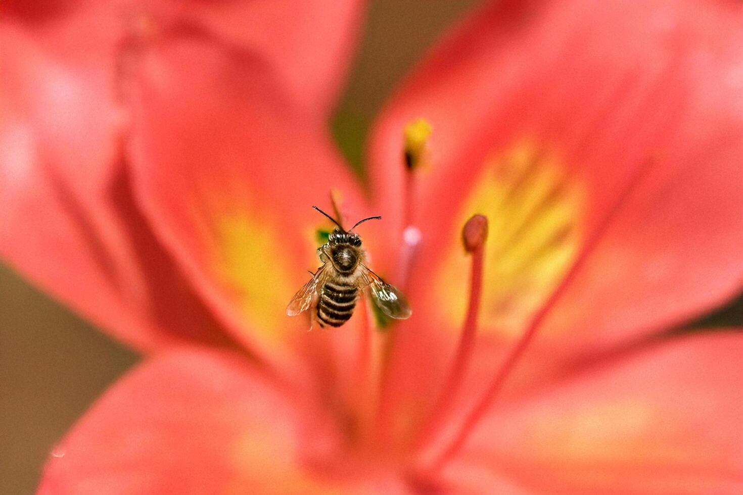 Bee pollinating red lily, garden background photo