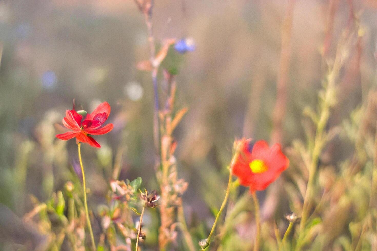 Red wildflowers meadow sunset bokeh background photo