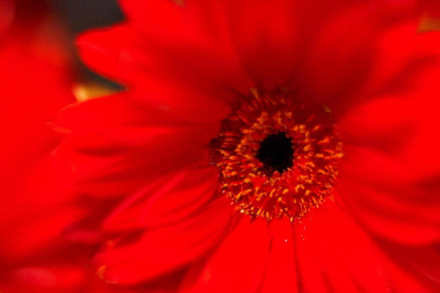 Red gerbera close-up, garden blur, floral design photo