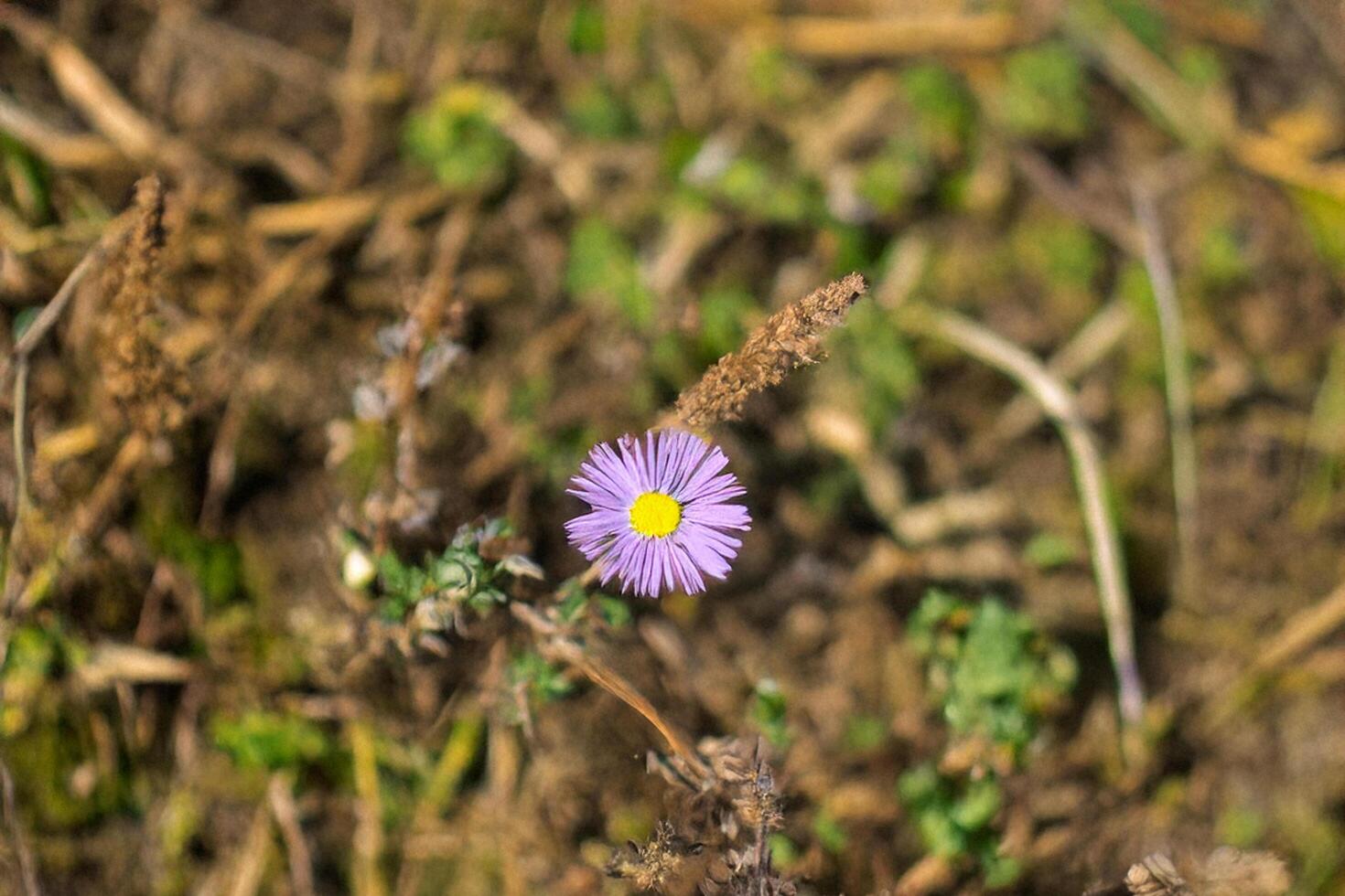 Purple flower blooms in autumn field photo