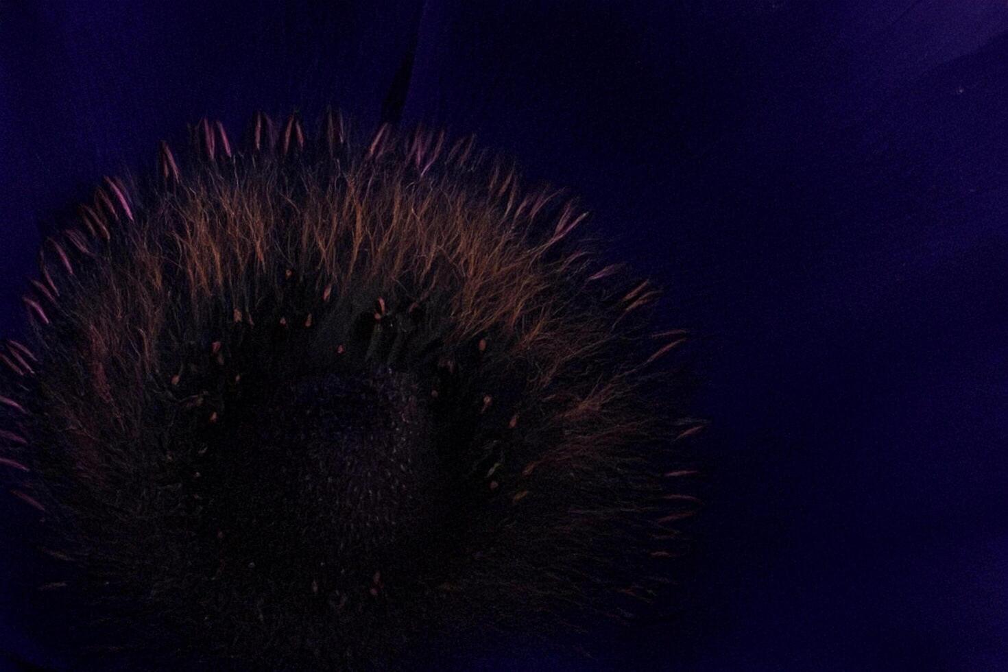 Dark Purple Flower Center Macro Closeup photo
