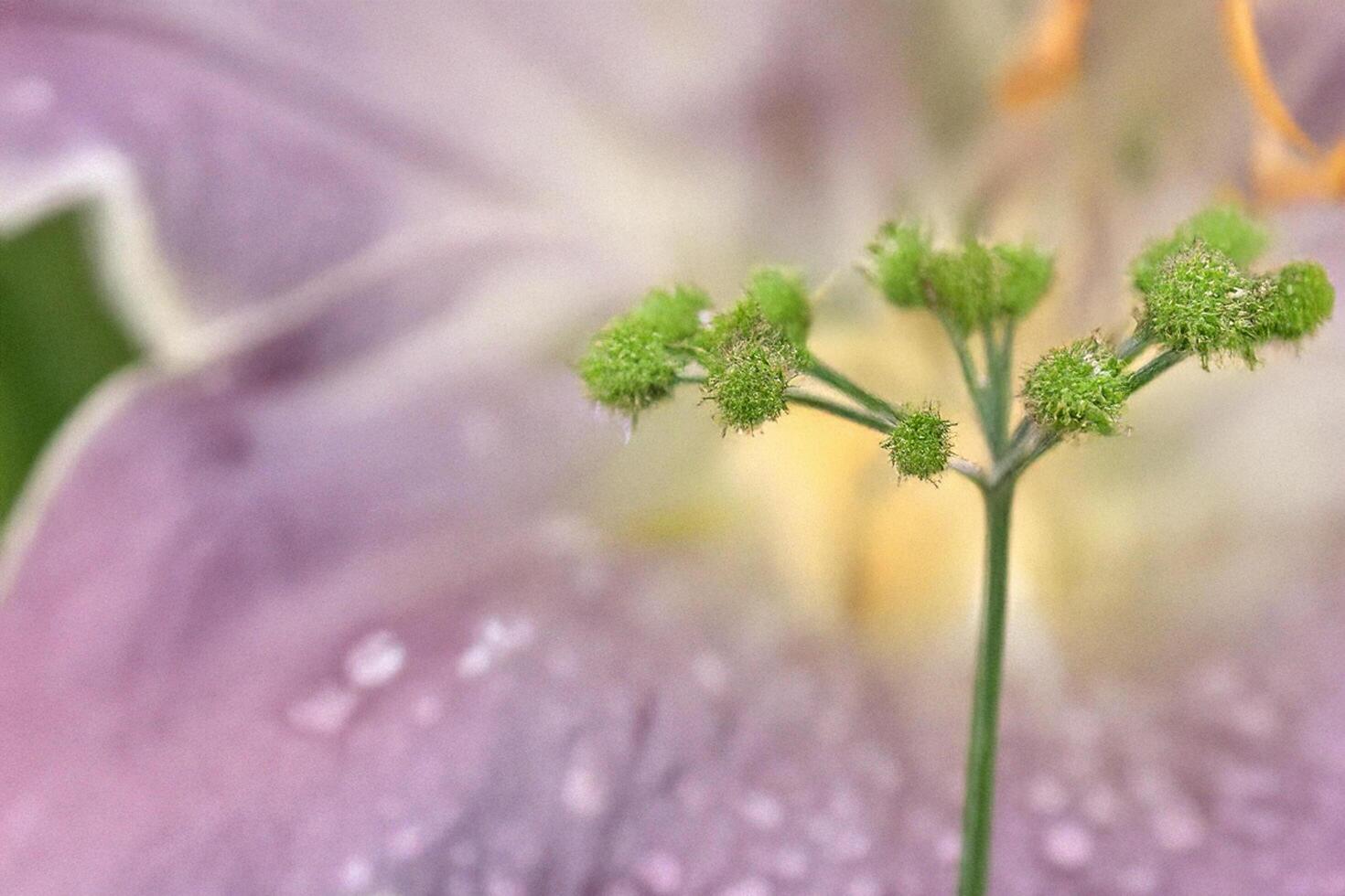 Dew-kissed bud, garden bloom, soft focus background, nature photography photo