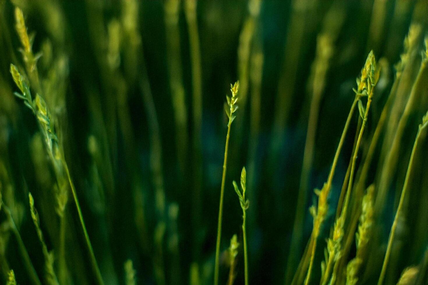 Lush green field plants sunset background nature photo