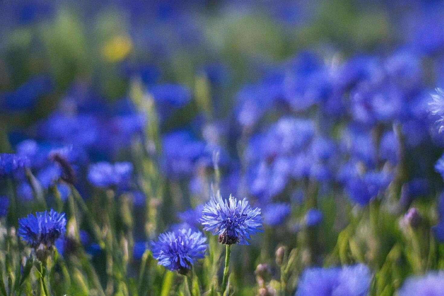Blue Cornflowers Bloom in Sunny Field photo