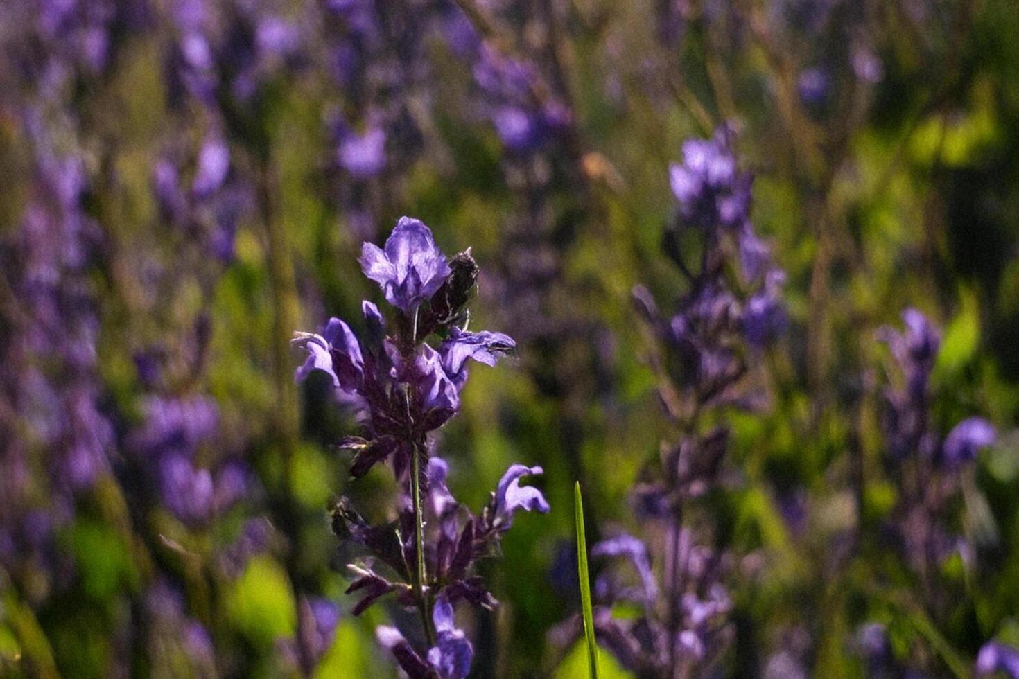 Purple wildflowers bloom in field, sunny day photo