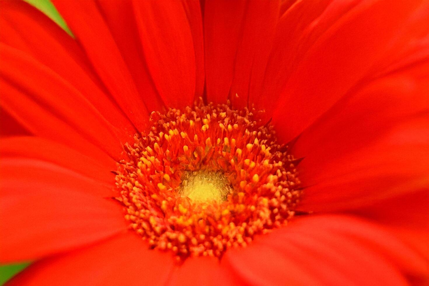 Close-up red gerbera daisy, garden bloom, vibrant petals, blurred background, floral design photo