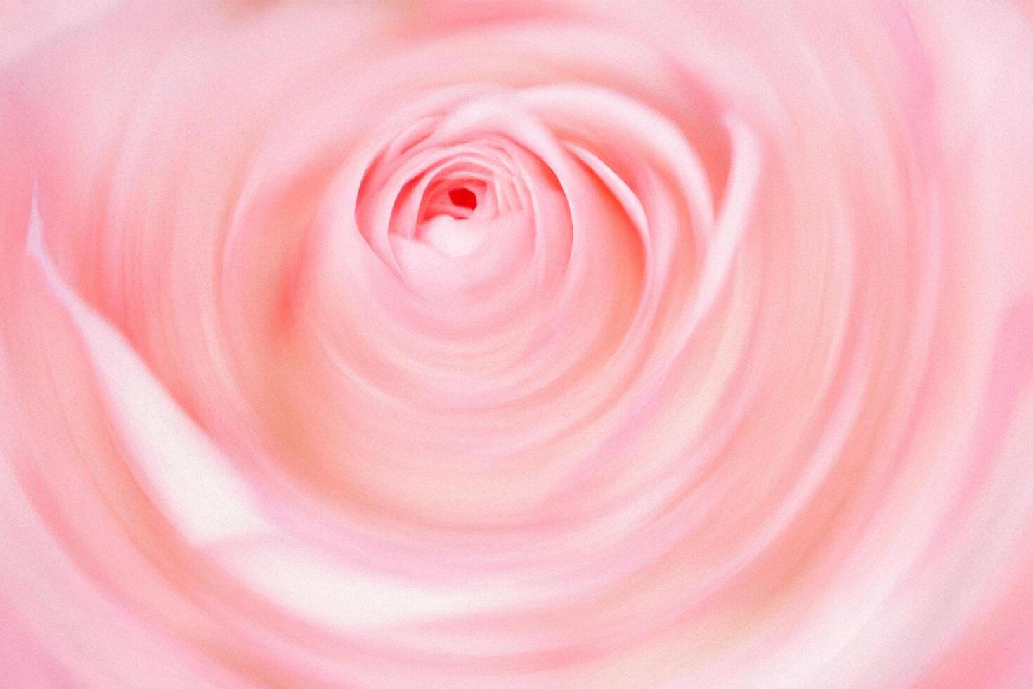 Pink rose swirl close-up, blurred background, floral design photo