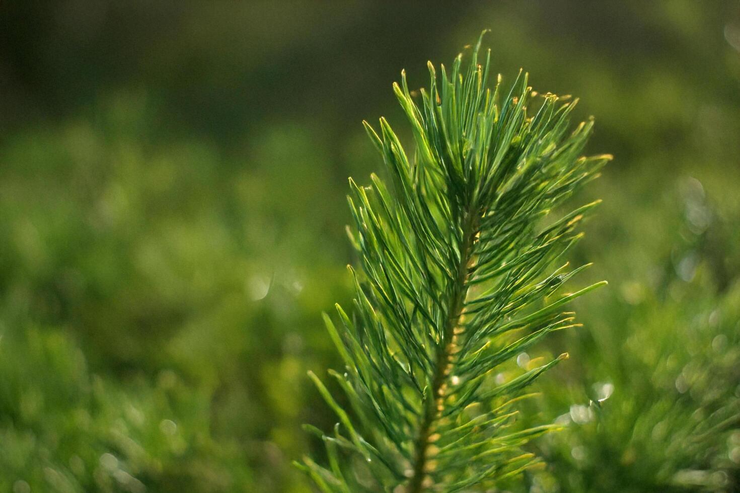Sunlight on Pine Branch, Forest Background, Nature Photography photo