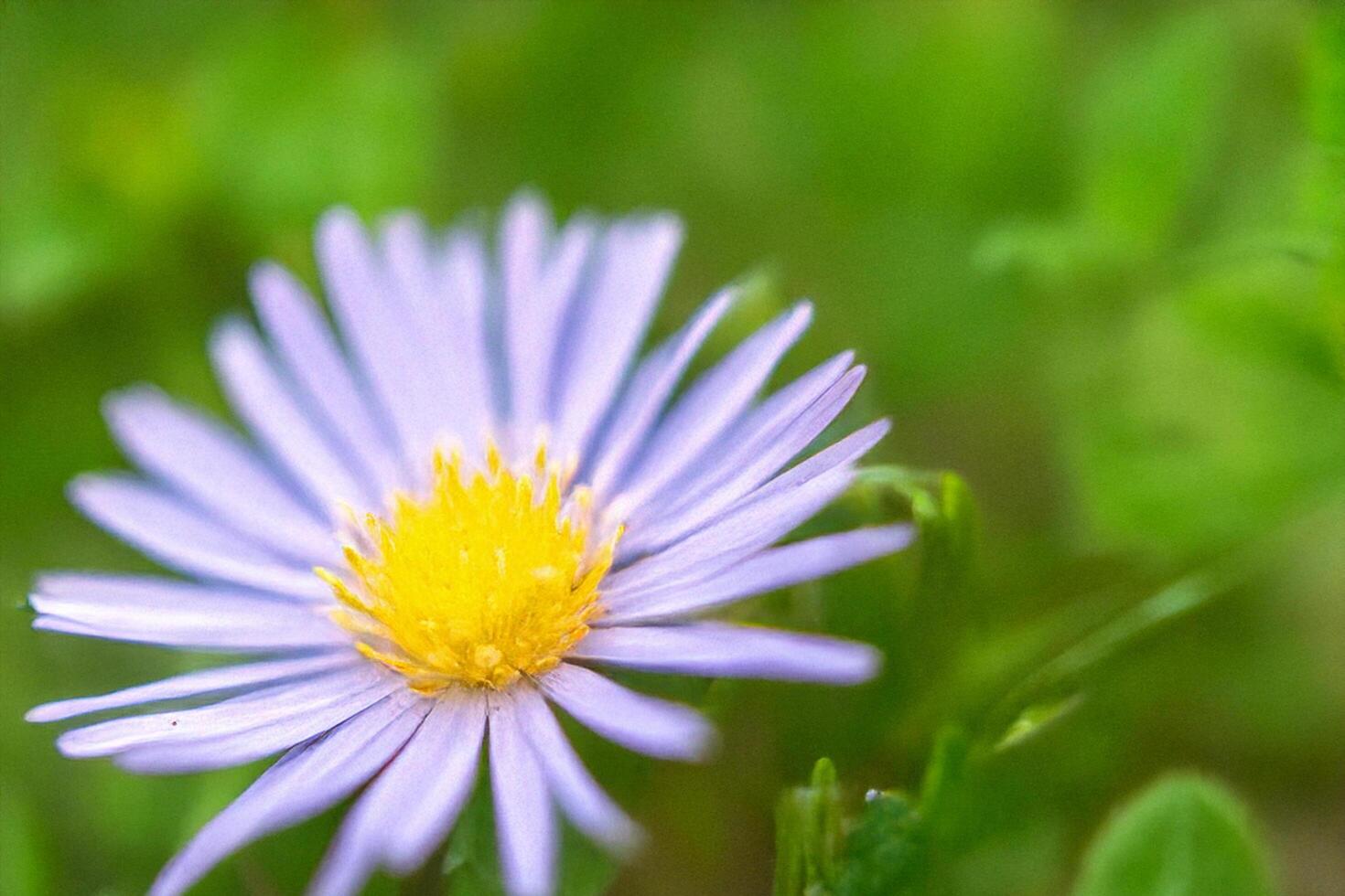 Purple flower closeup, meadow bokeh, nature, springtime photo