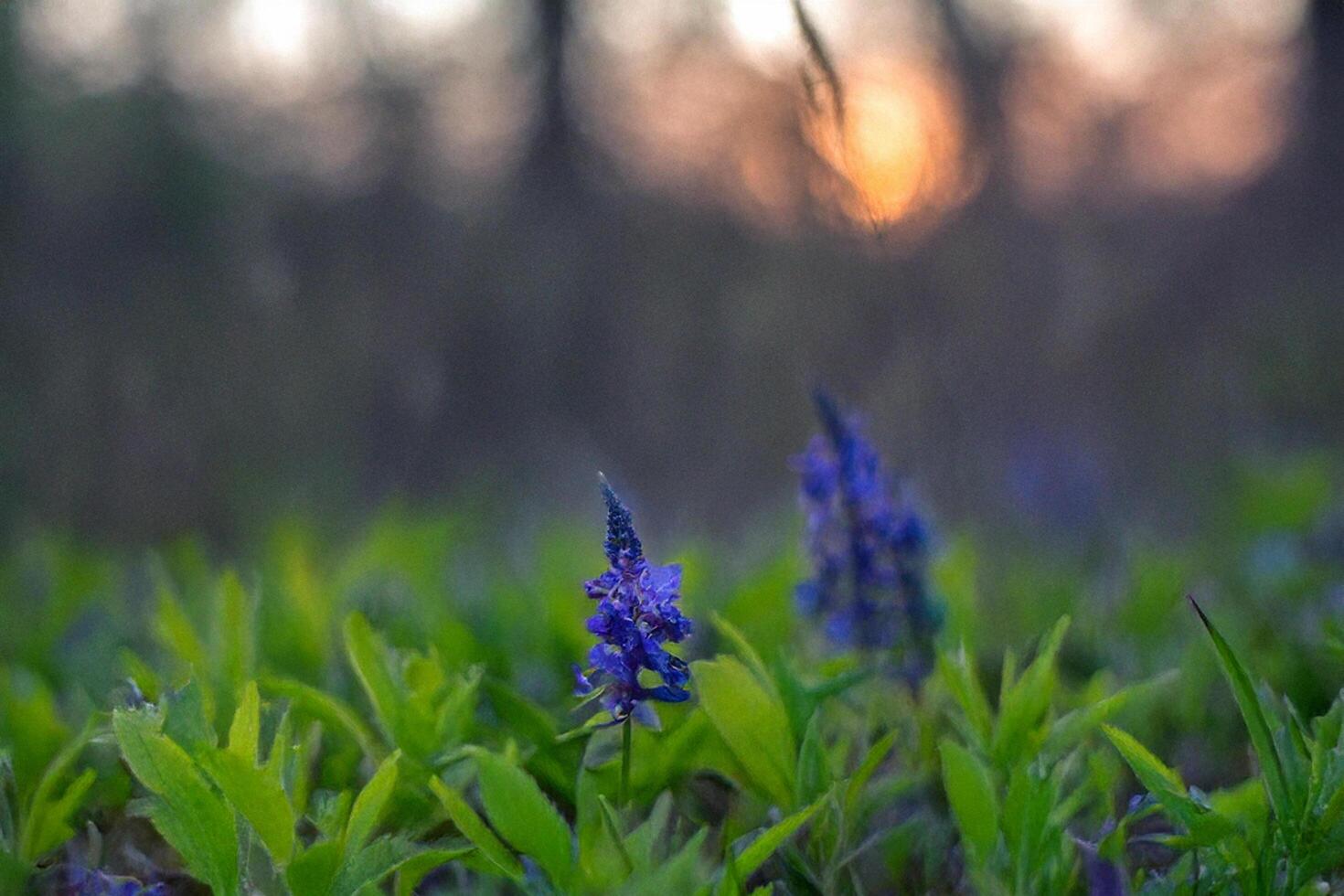 Sunset meadow wildflowers, vibrant blooms, nature scene photo