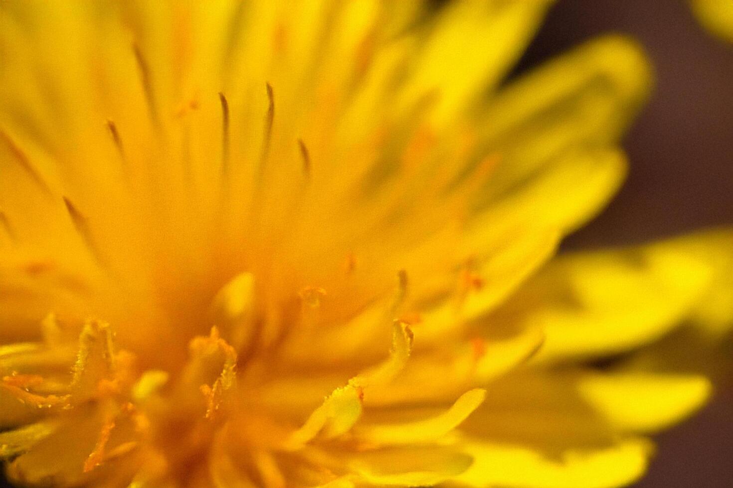 Close-up Dandelion Flower, Sunlit Meadow, Spring Bloom photo