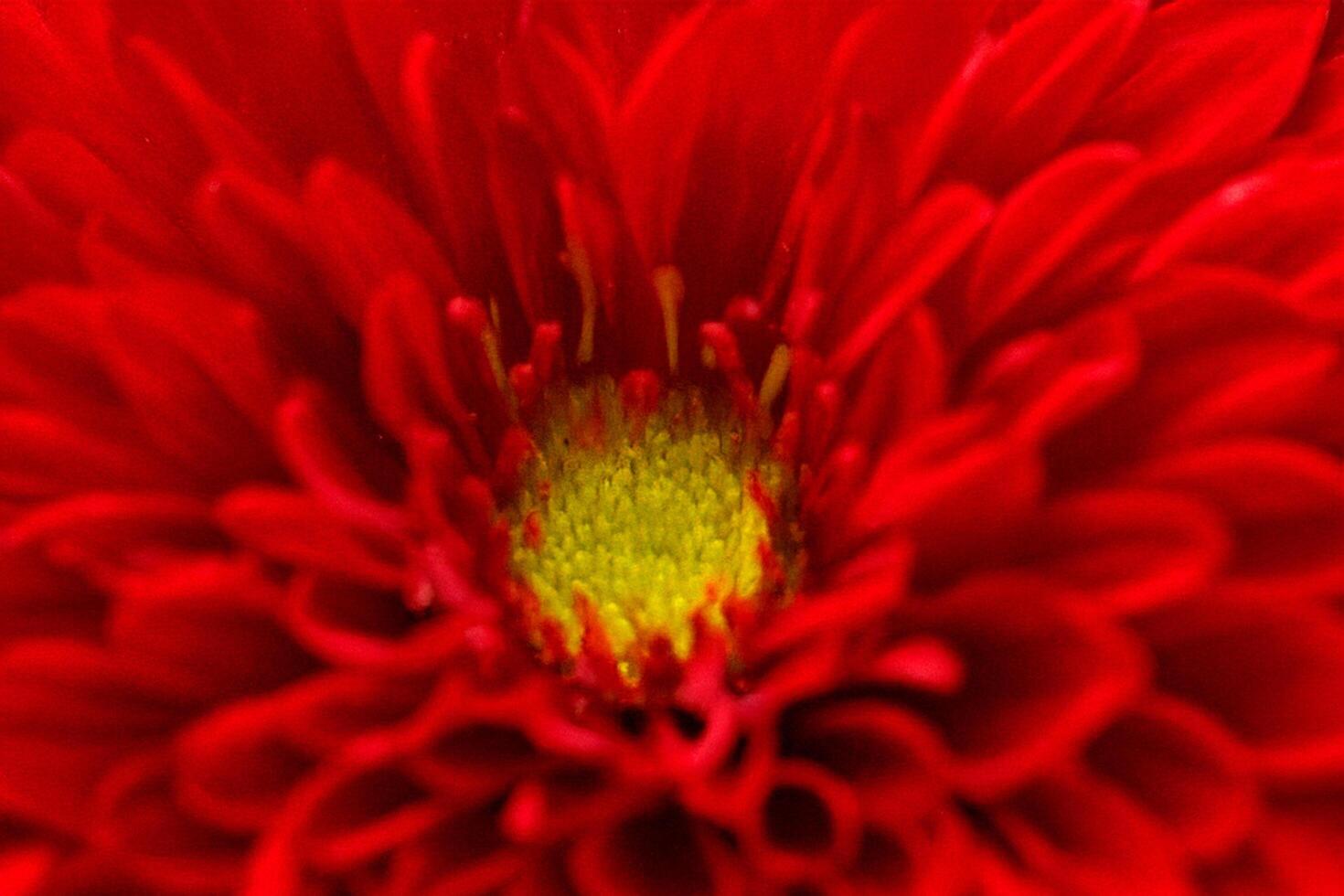 Red Chrysanthemum Close-up, Garden Bloom, Macro Shot photo