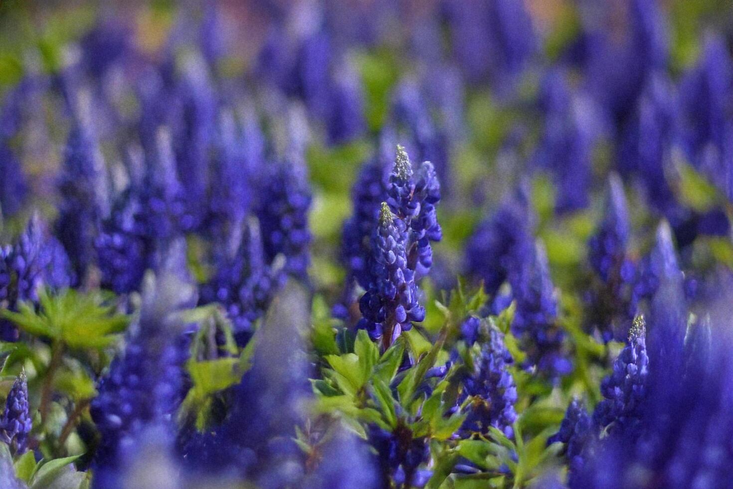 Blue lupine field, garden bloom, spring, nature background, website photo