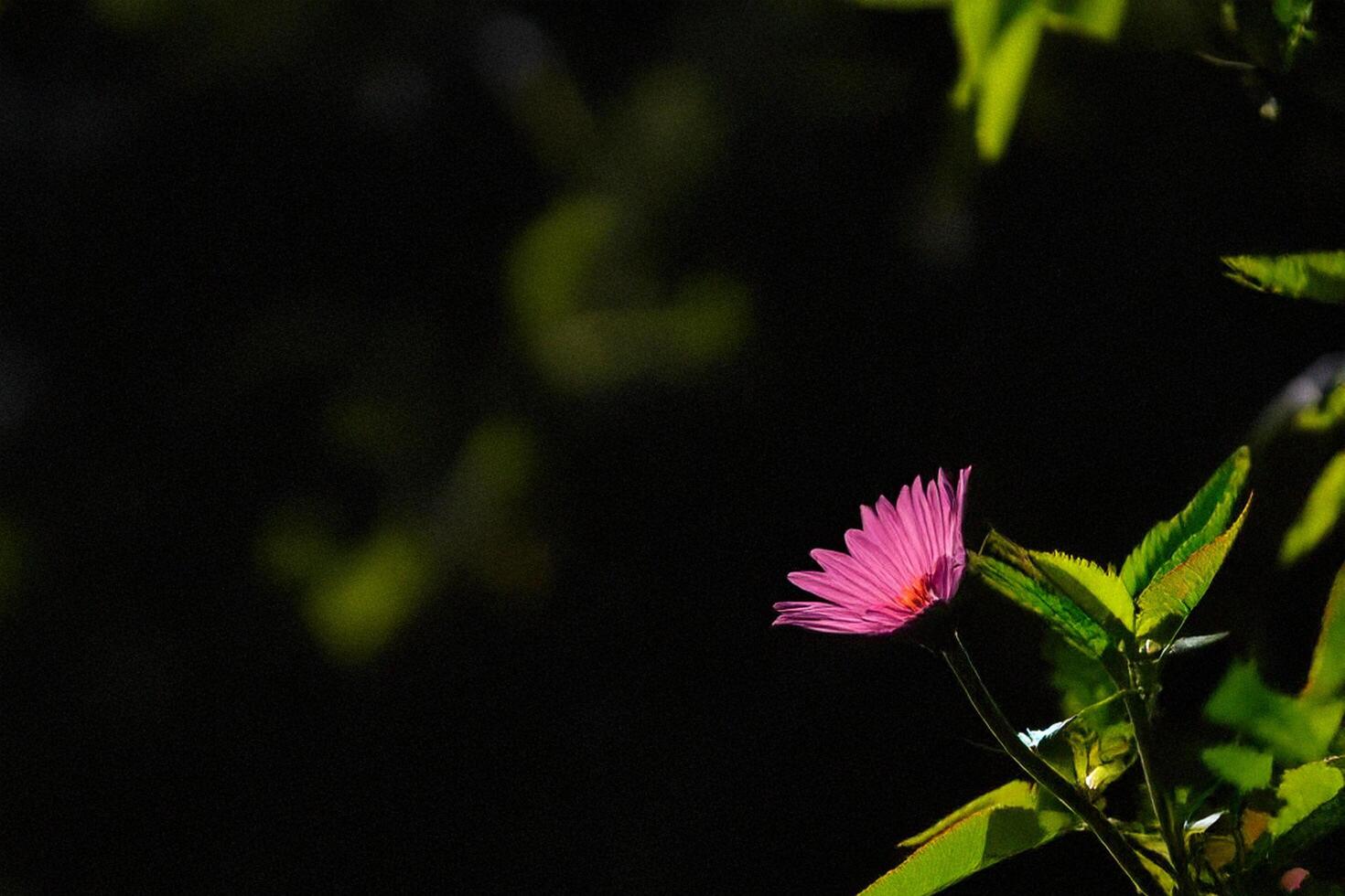 Pink flower blooms, garden shadows, sunlight photo
