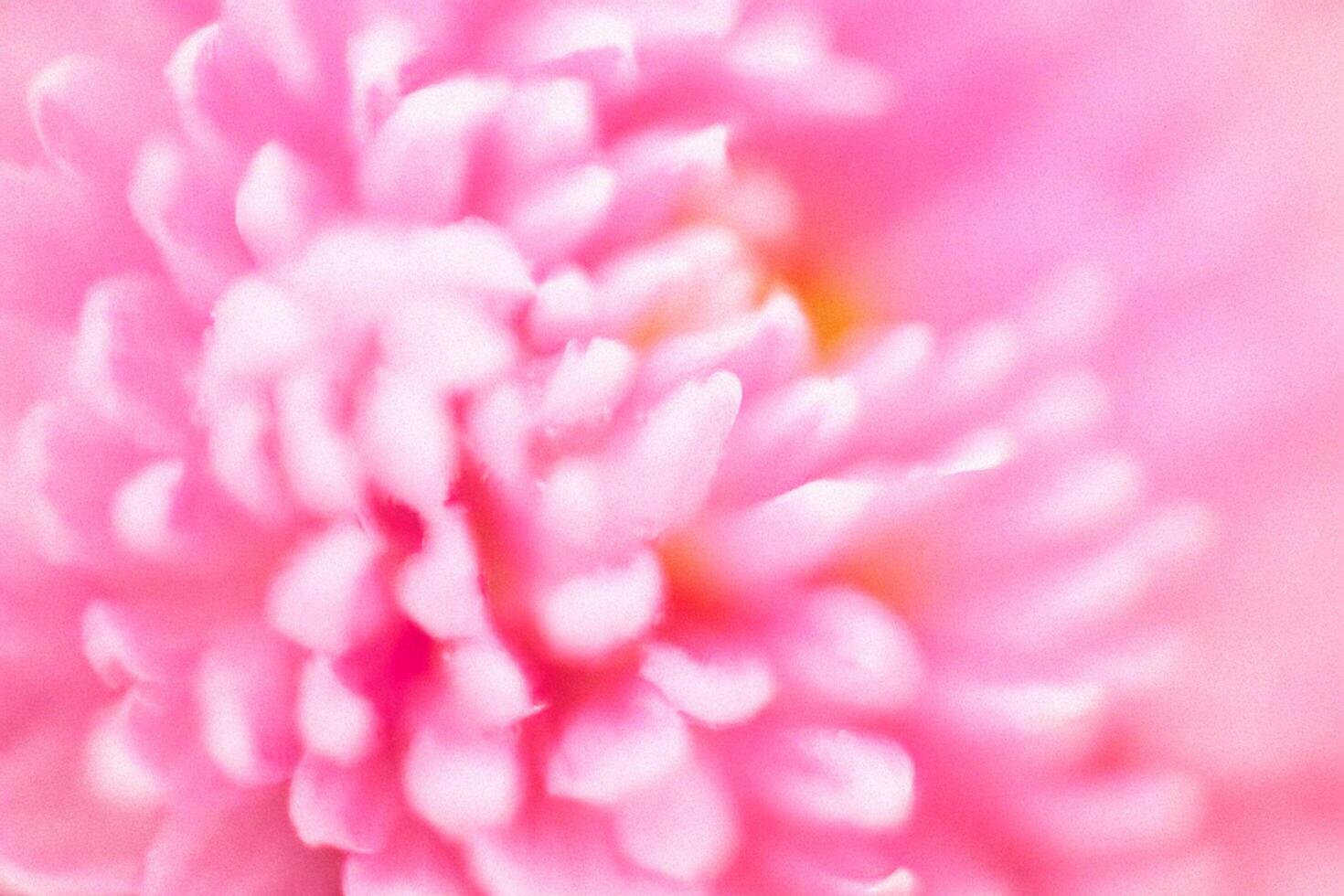 Pink flower macro close-up, soft focus, blurred background, floral design photo