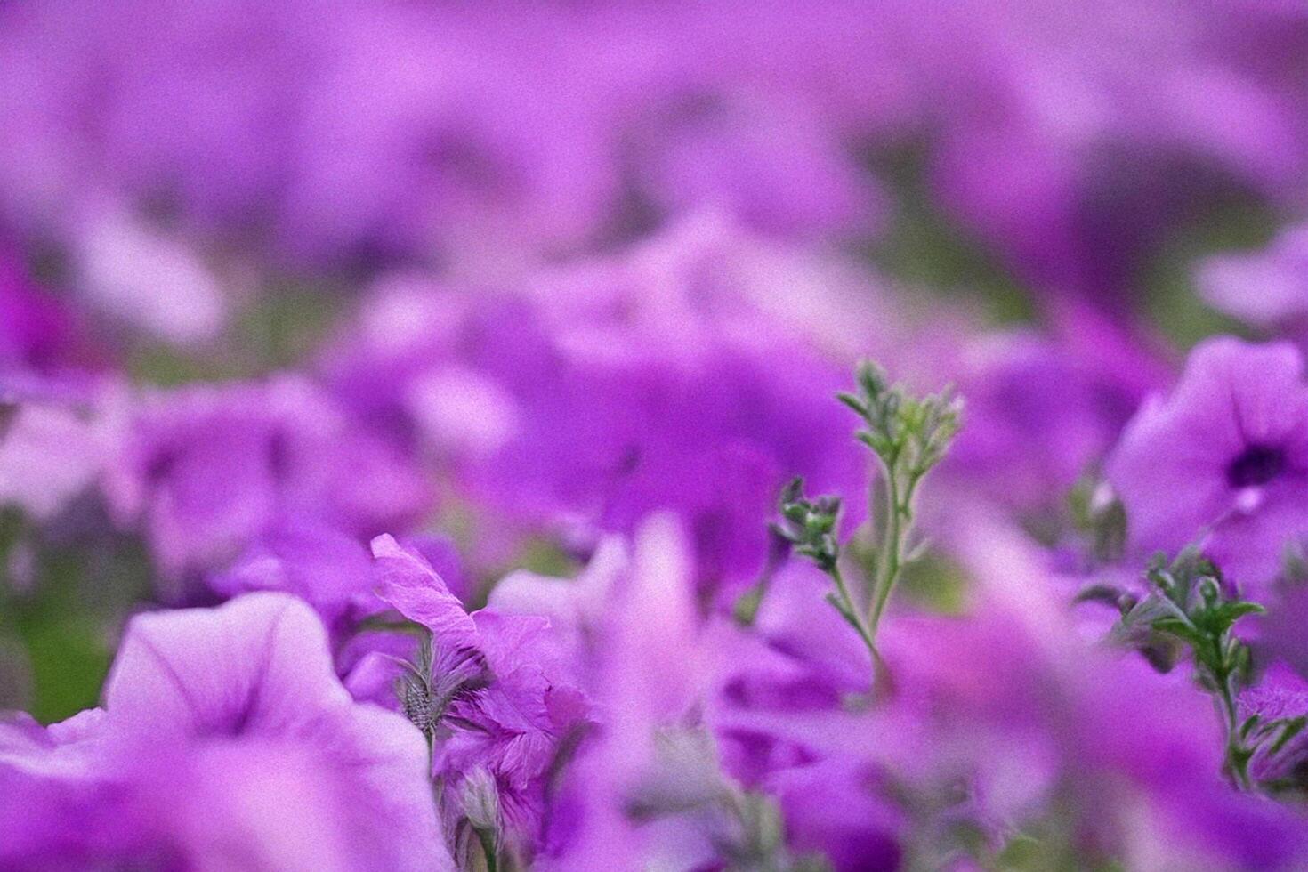 Purple petunias blooming in garden, blurred background photo
