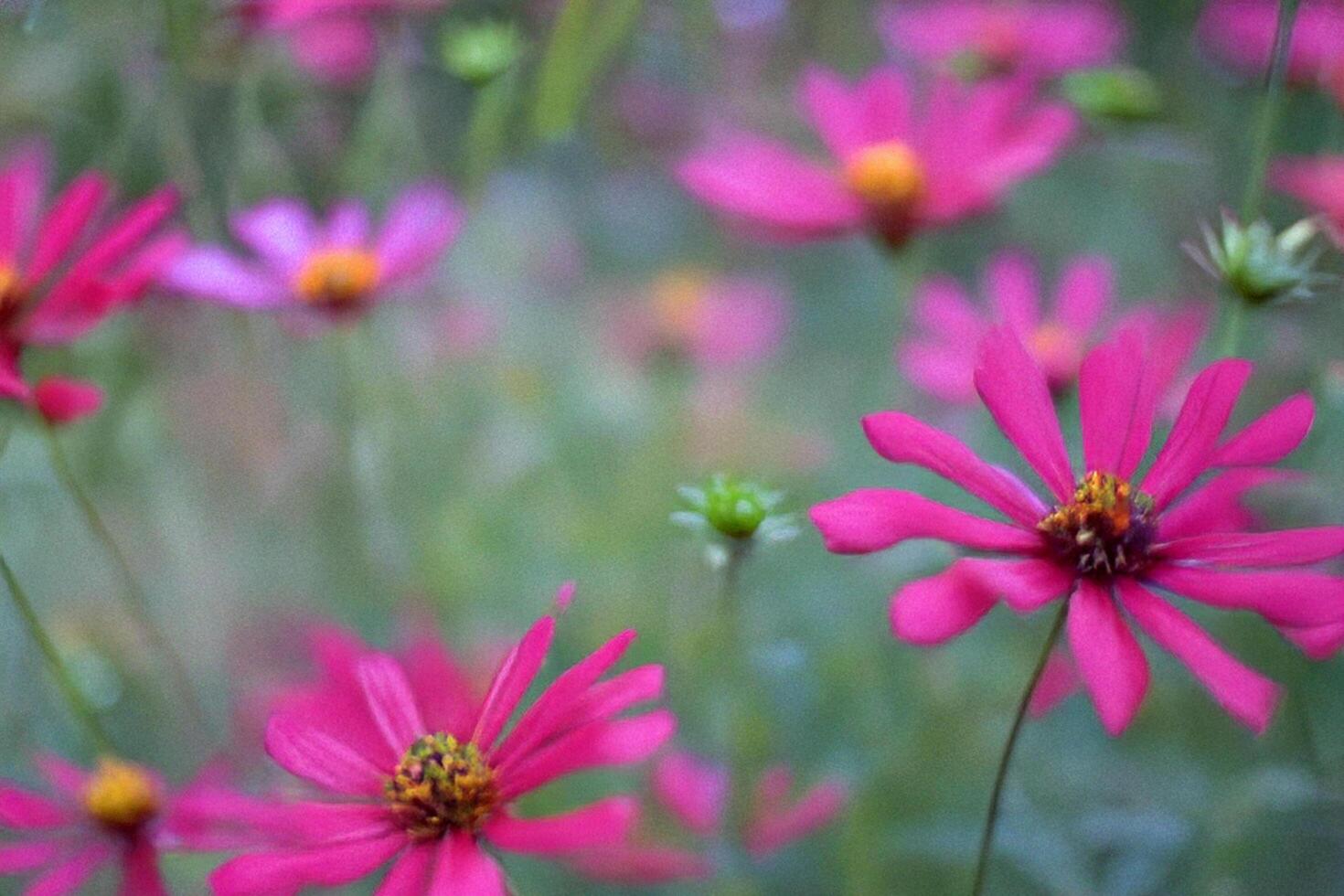 Pink cosmos flowers bloom in garden, blurred background photo